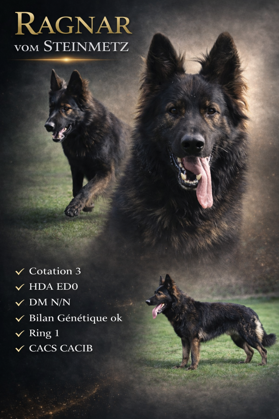 Ragnar vom steinmetz