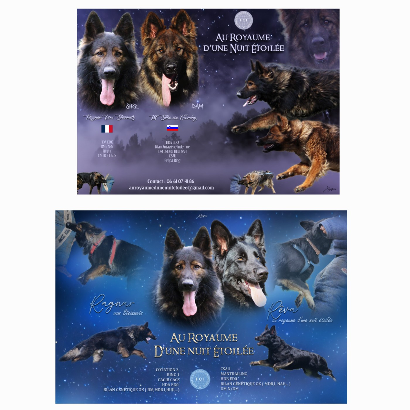 Portées à venir Berger Allemand poil long