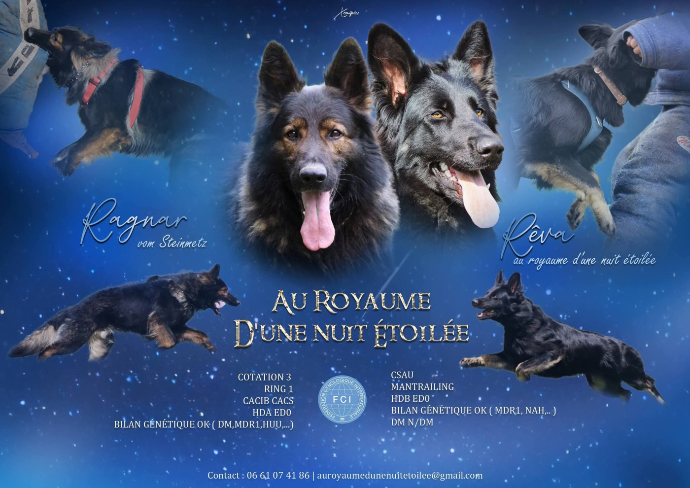 Portées à venir Berger Allemand poil long
