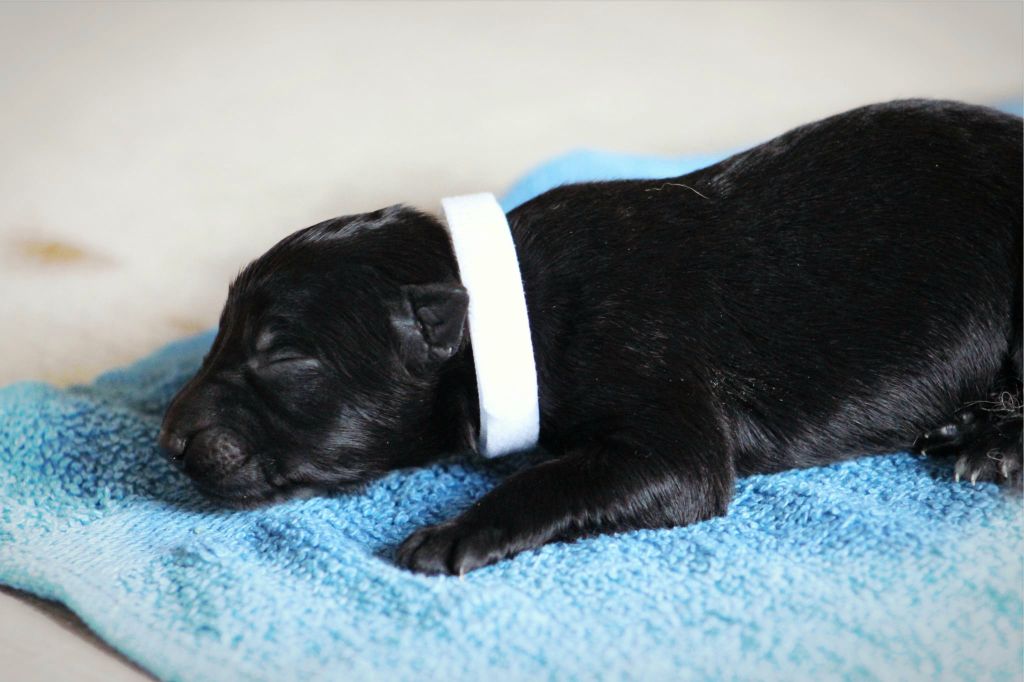 Au Royaume D'Une Nuit Etoilée - Chiots disponibles - Berger Allemand