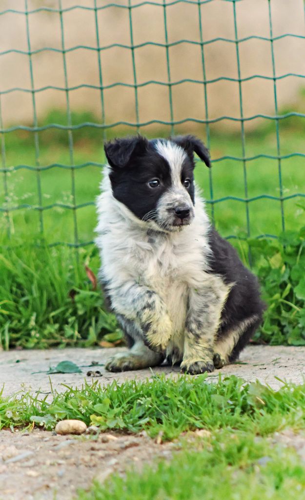 Au Royaume D'Une Nuit Etoilée - Chiots disponibles - Border Collie