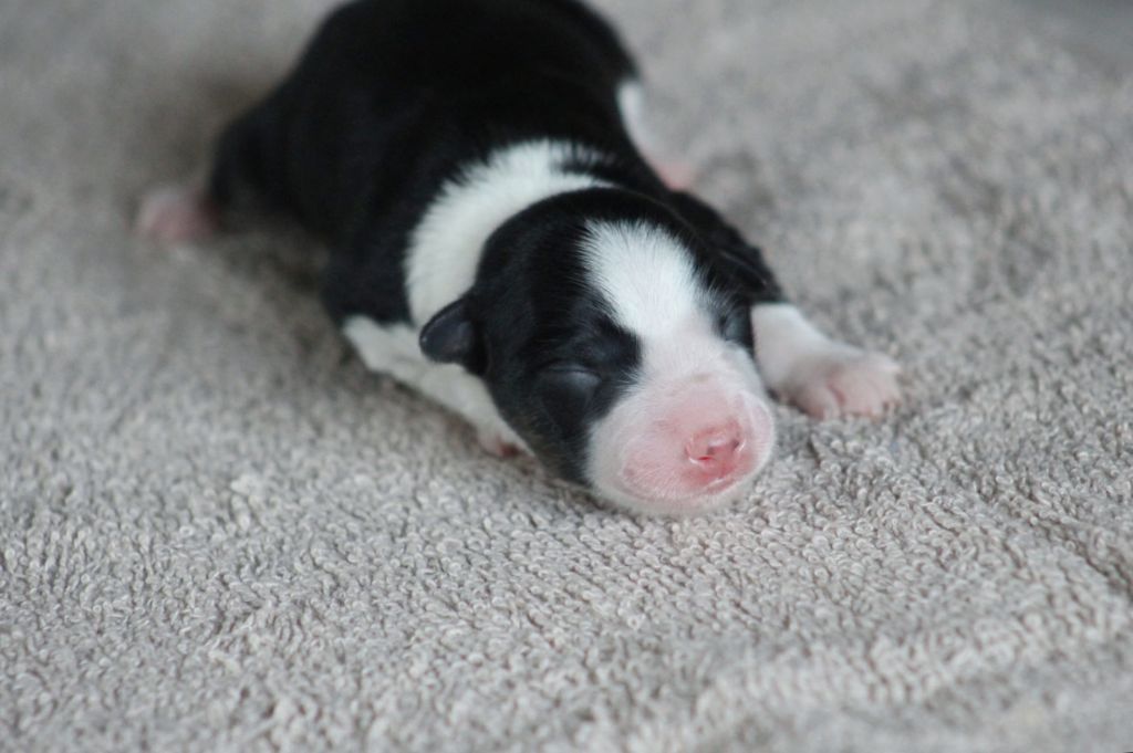 Au Royaume D'Une Nuit Etoilée - Chiots disponibles - Border Collie