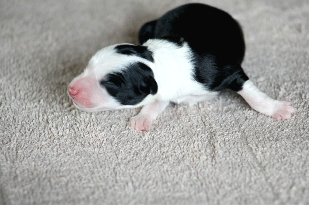 Au Royaume D'Une Nuit Etoilée - Chiots disponibles - Border Collie