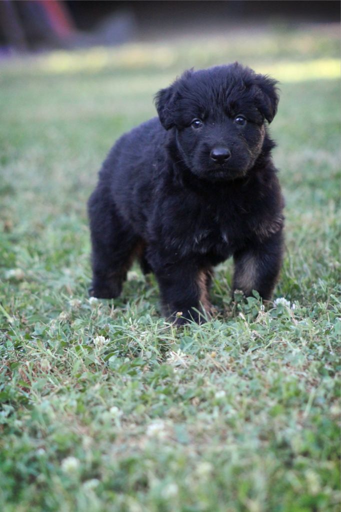 Au Royaume D'Une Nuit Etoilée - Chiots disponibles - Berger Allemand