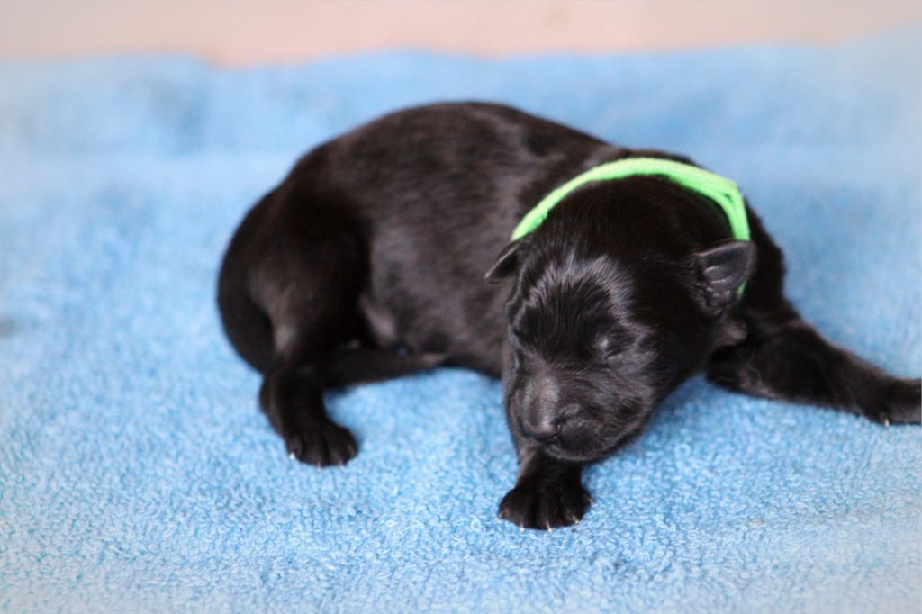 Au Royaume D'Une Nuit Etoilée - Chiots disponibles - Berger Allemand