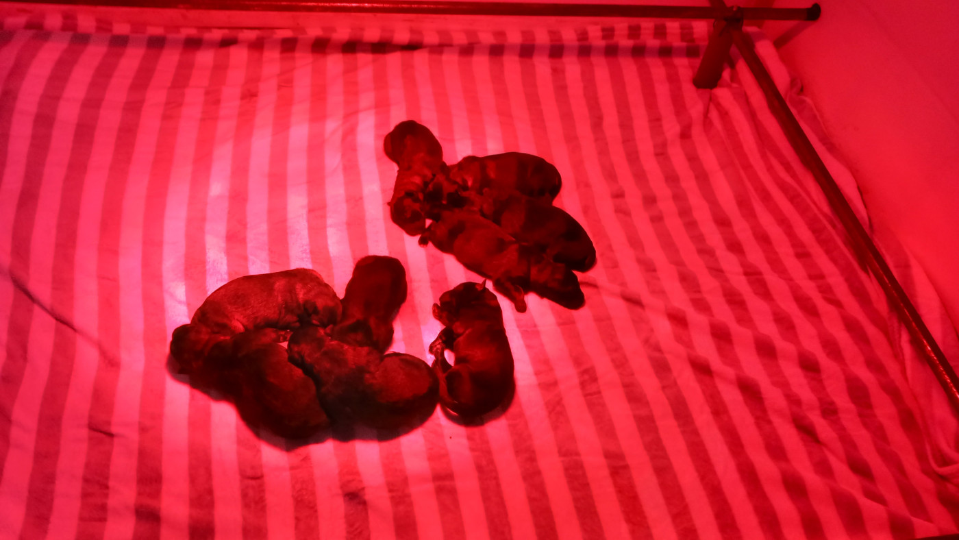 Chiot Berger Allemand Au Royaume D'Une Nuit Etoilée