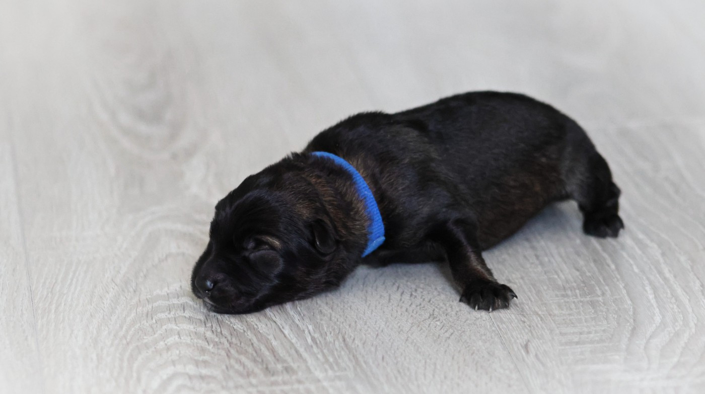 Au Royaume D'Une Nuit Etoilée - Chiots disponibles - Berger Allemand