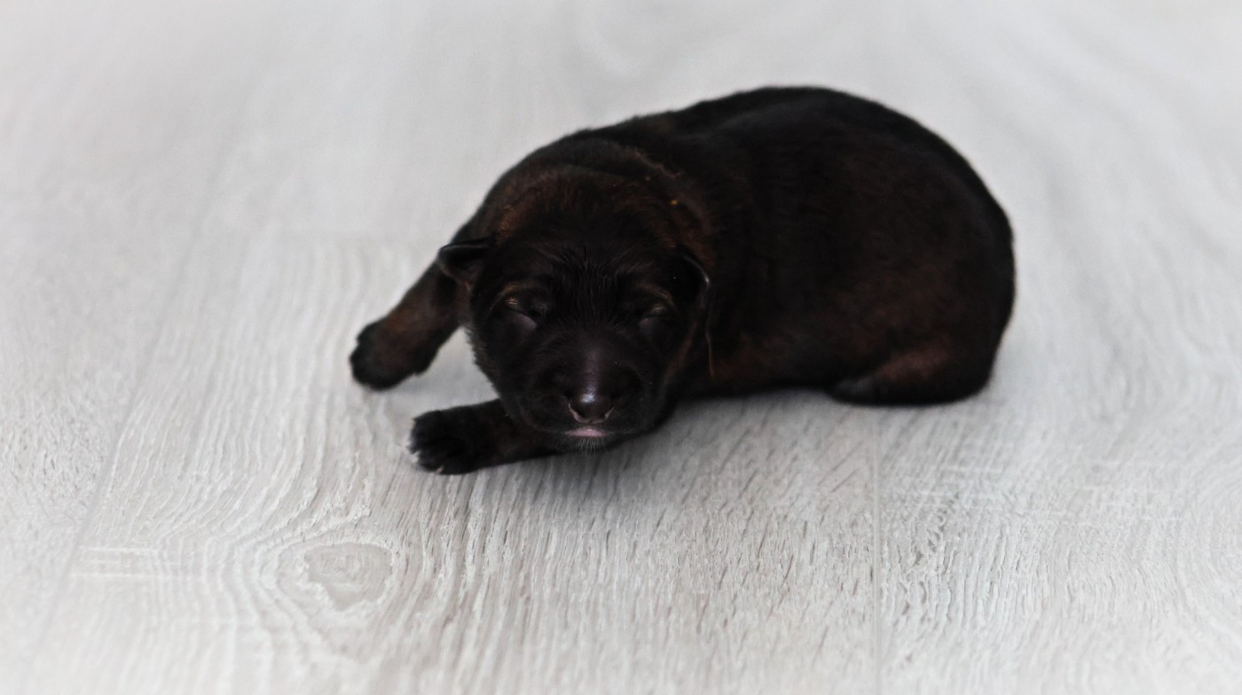 Au Royaume D'Une Nuit Etoilée - Chiots disponibles - Berger Allemand