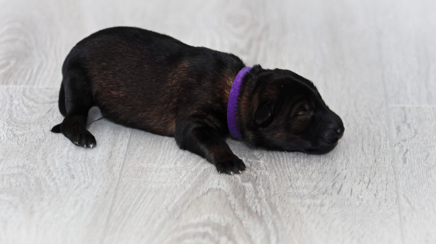 Au Royaume D'Une Nuit Etoilée - Chiots disponibles - Berger Allemand
