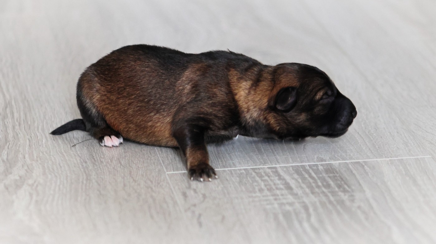 Au Royaume D'Une Nuit Etoilée - Chiots disponibles - Berger Allemand