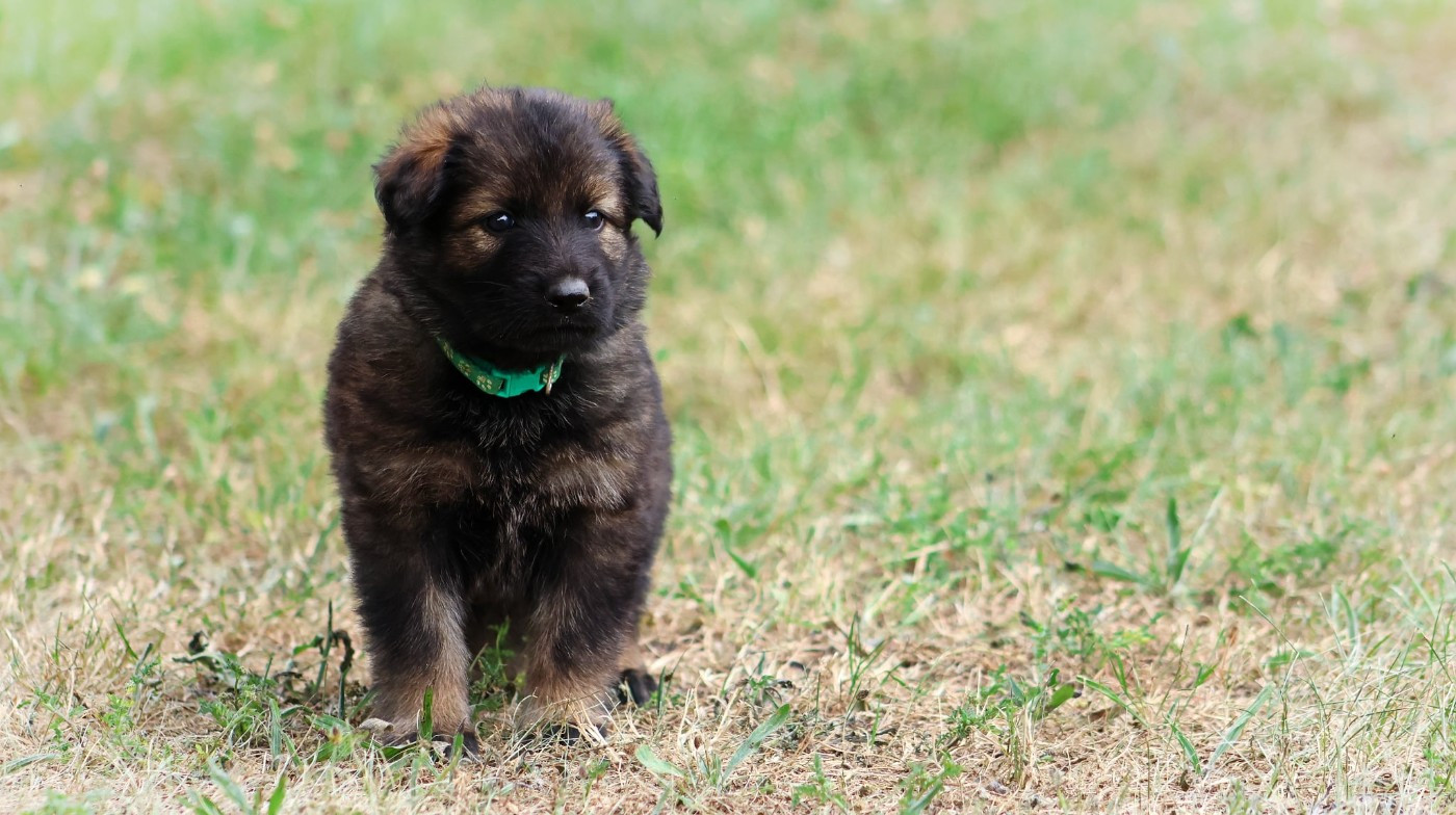 Au Royaume D'Une Nuit Etoilée - Chiots disponibles - Berger Allemand