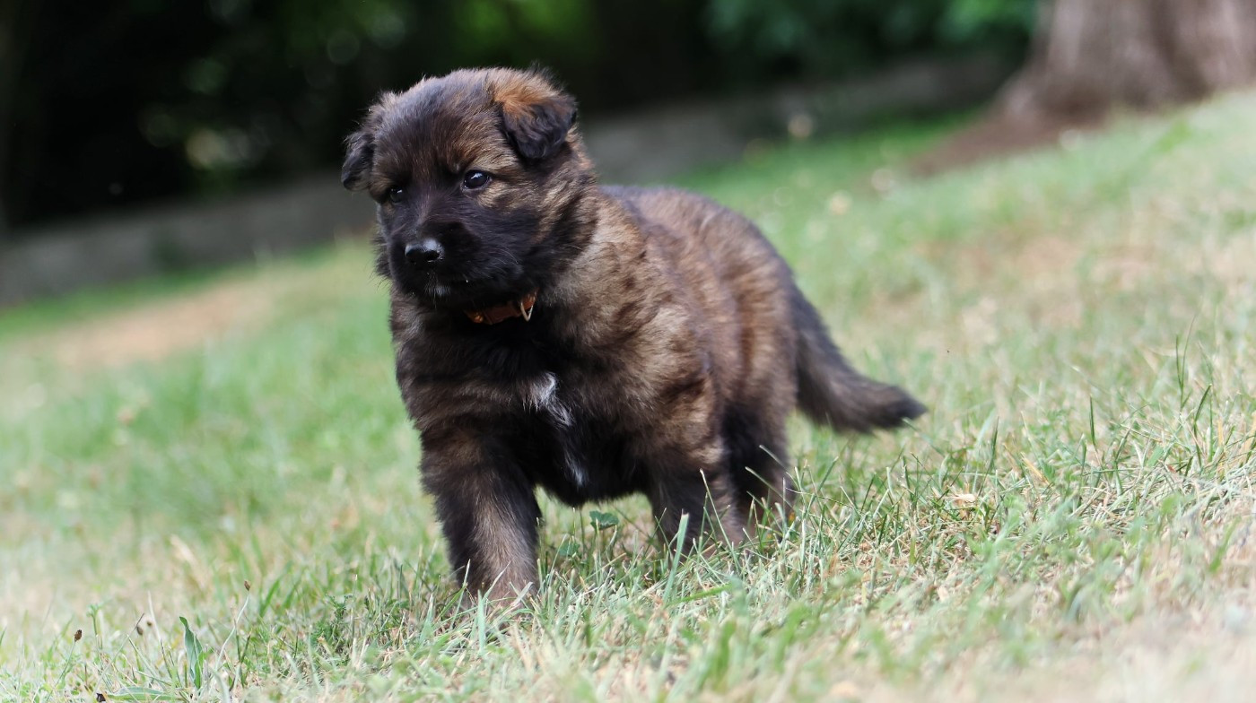Au Royaume D'Une Nuit Etoilée - Chiots disponibles - Berger Allemand