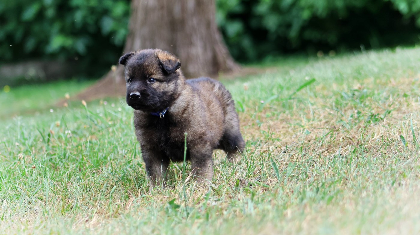 Au Royaume D'Une Nuit Etoilée - Chiots disponibles - Berger Allemand