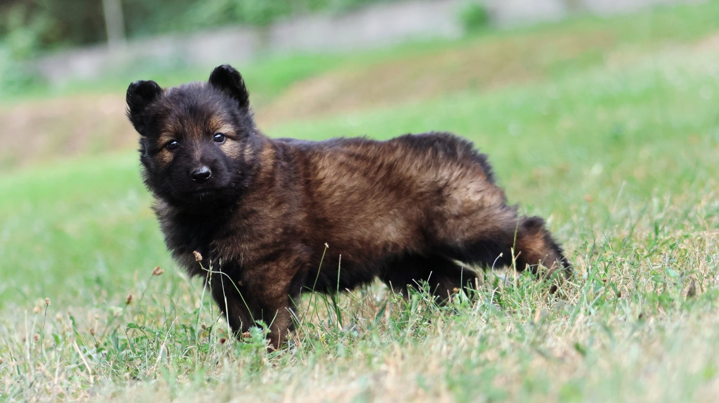 Au Royaume D'Une Nuit Etoilée - Chiots disponibles - Berger Allemand