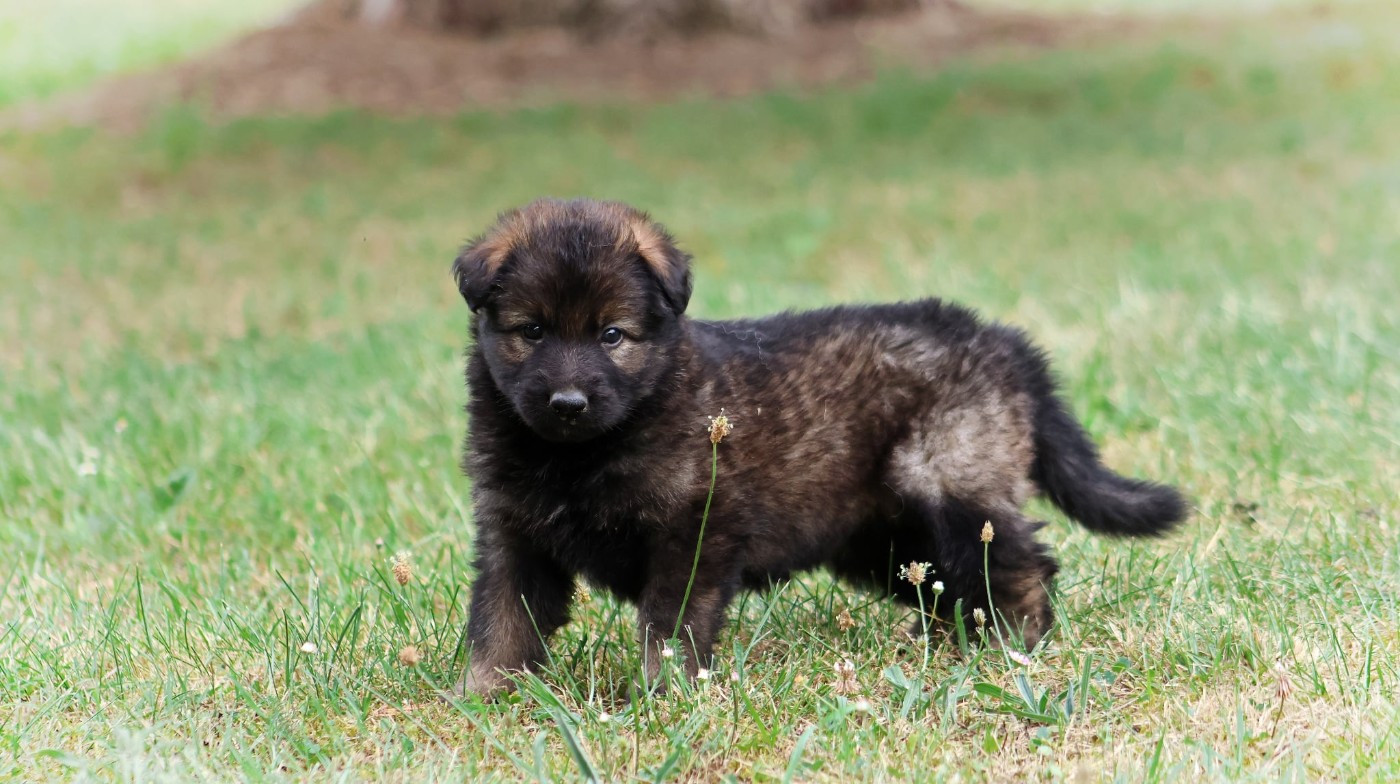 Au Royaume D'Une Nuit Etoilée - Chiots disponibles - Berger Allemand