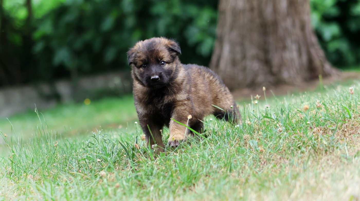 Au Royaume D'Une Nuit Etoilée - Chiots disponibles - Berger Allemand