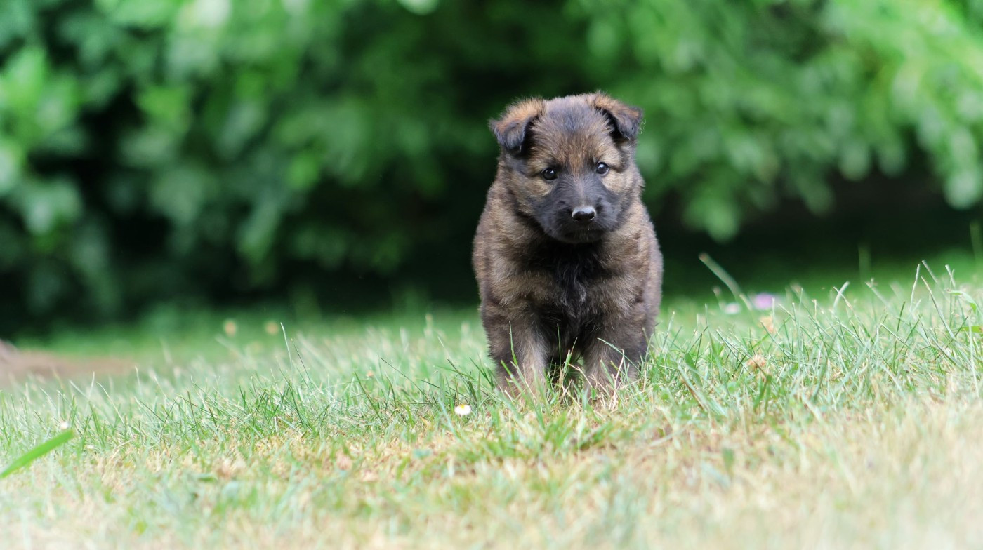 Au Royaume D'Une Nuit Etoilée - Chiots disponibles - Berger Allemand