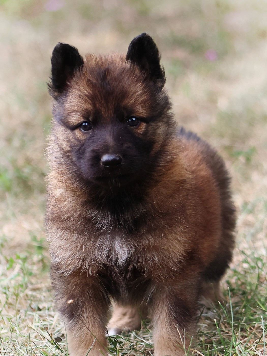 Au Royaume D'Une Nuit Etoilée - Chiots disponibles - Berger Allemand