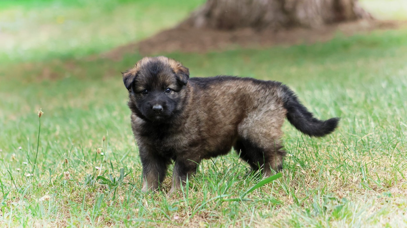 Au Royaume D'Une Nuit Etoilée - Chiots disponibles - Berger Allemand