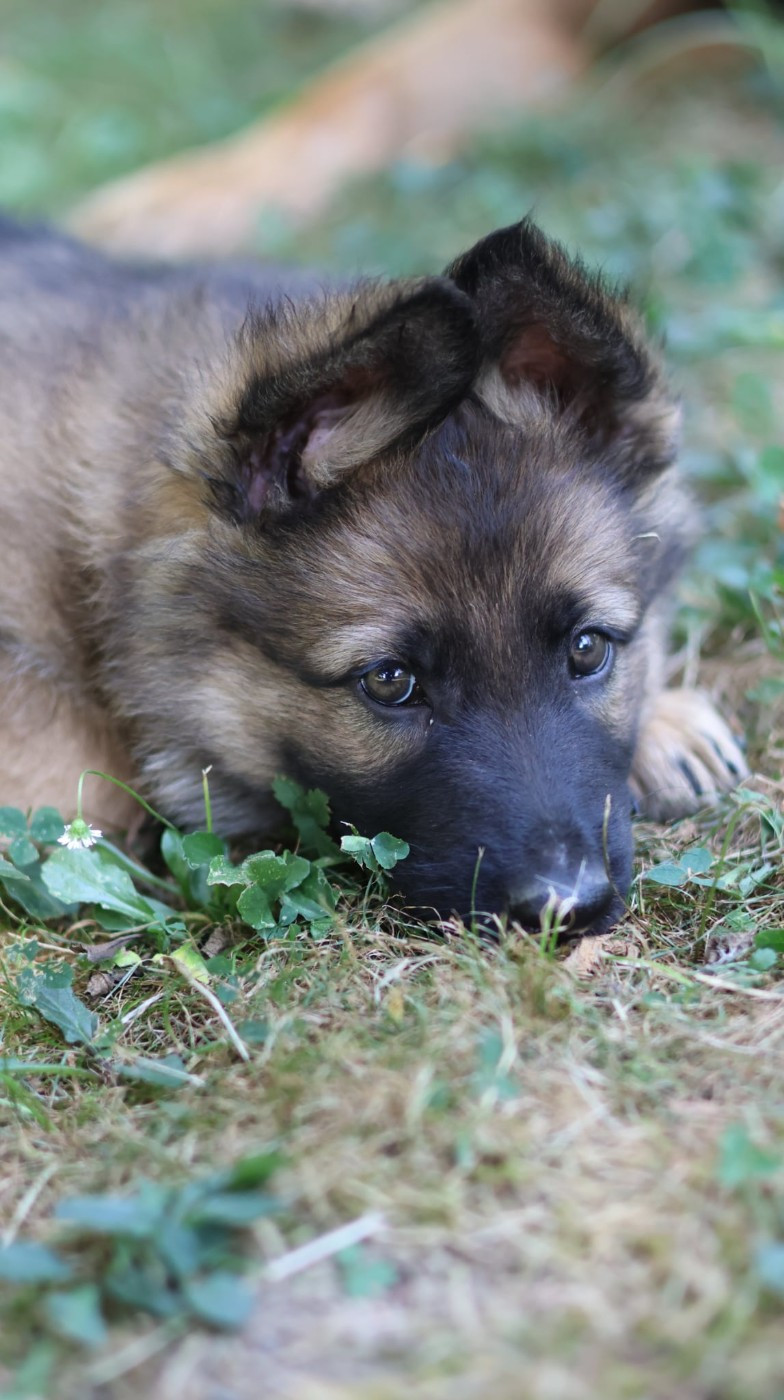 Au Royaume D'Une Nuit Etoilée - Chiots disponibles - Berger Allemand