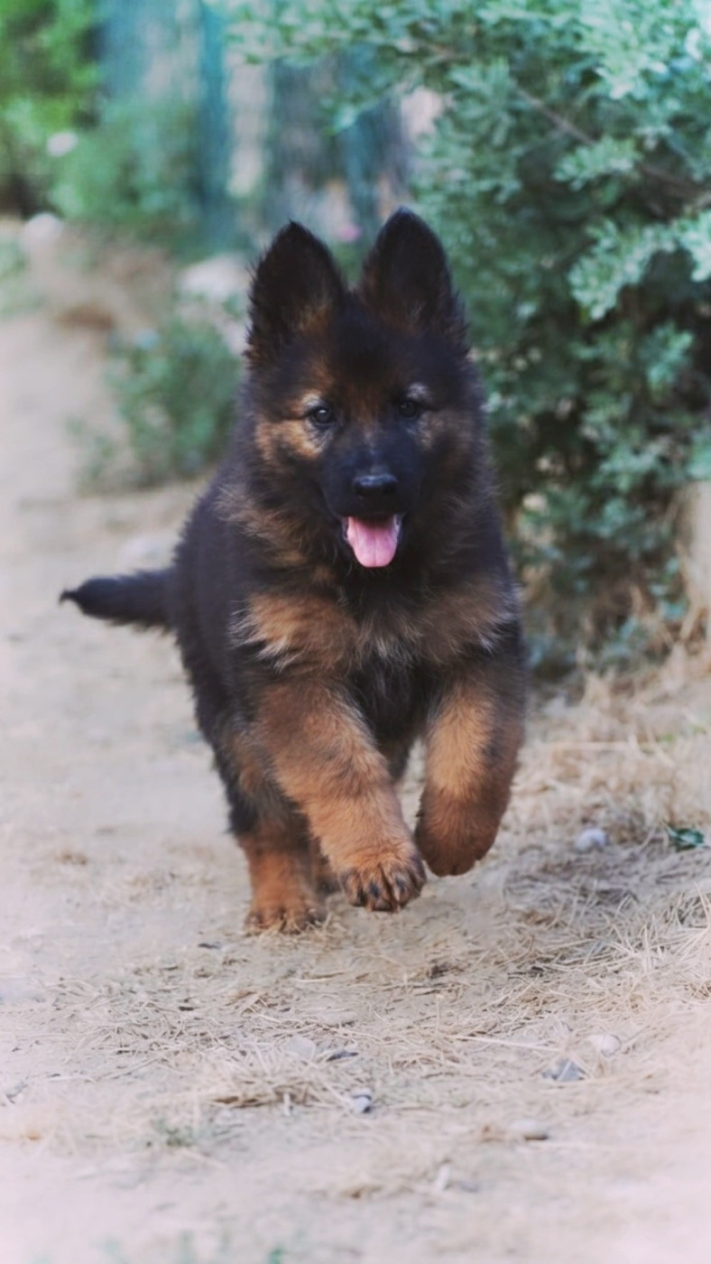 Au Royaume D'Une Nuit Etoilée - Chiots disponibles - Berger Allemand
