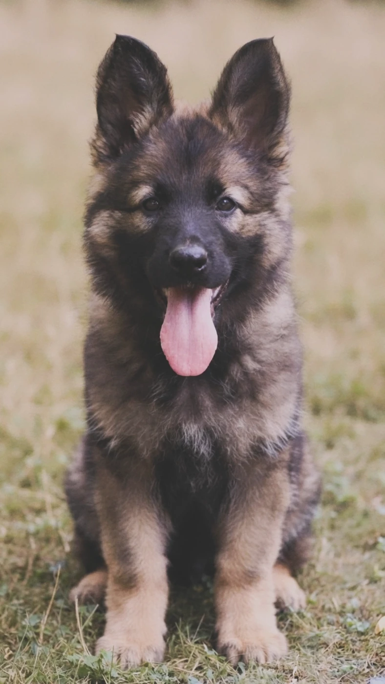 Au Royaume D'Une Nuit Etoilée - Chiots disponibles - Berger Allemand