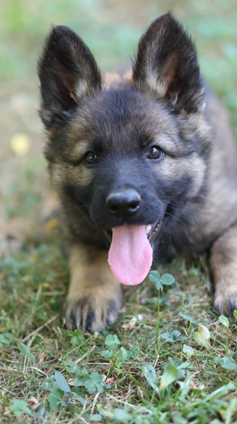Chiot N°3