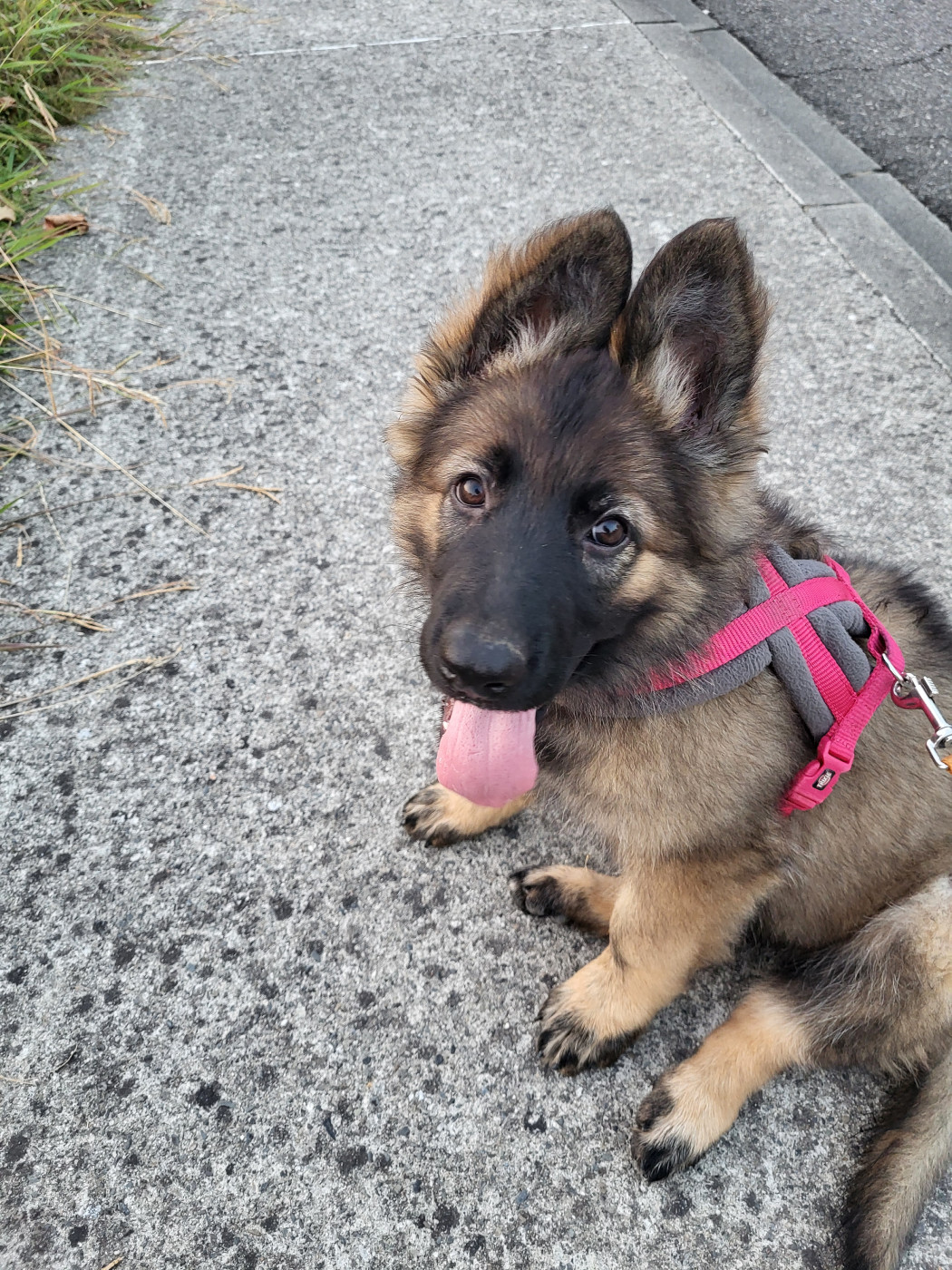 Au Royaume D'Une Nuit Etoilée - Chiots disponibles - Berger Allemand