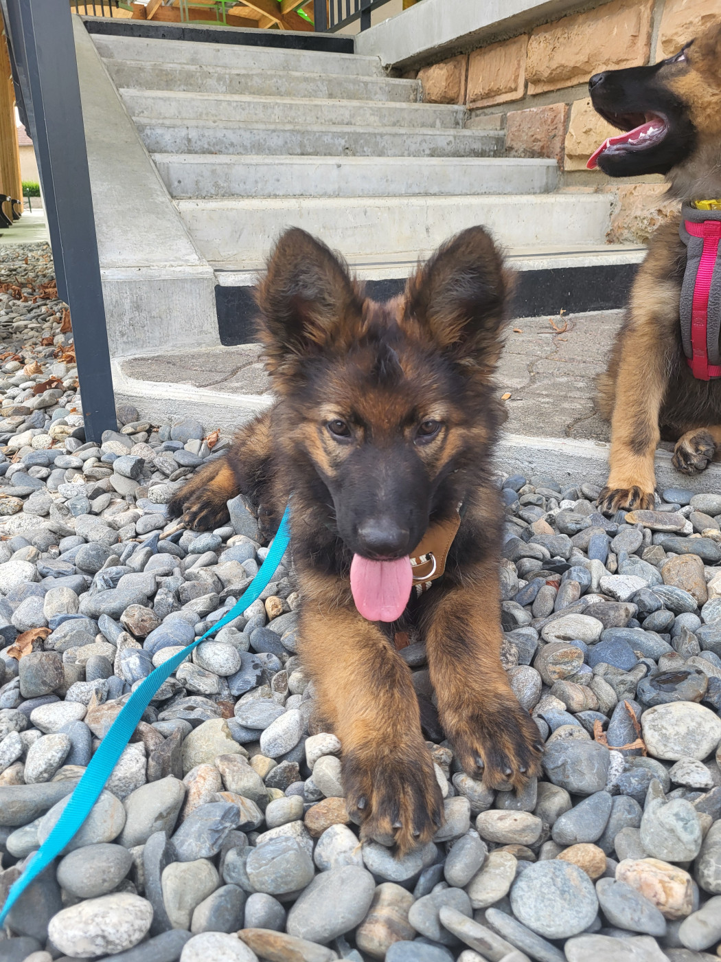 Au Royaume D'Une Nuit Etoilée - Chiots disponibles - Berger Allemand