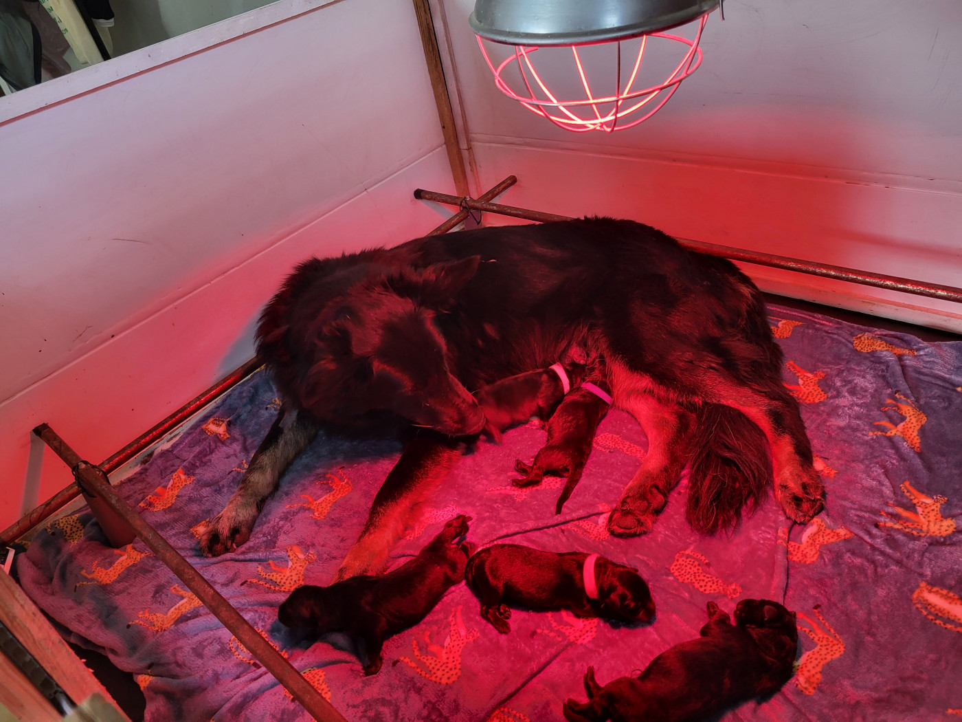 Chiot Berger Allemand Au Royaume D'Une Nuit Etoilée