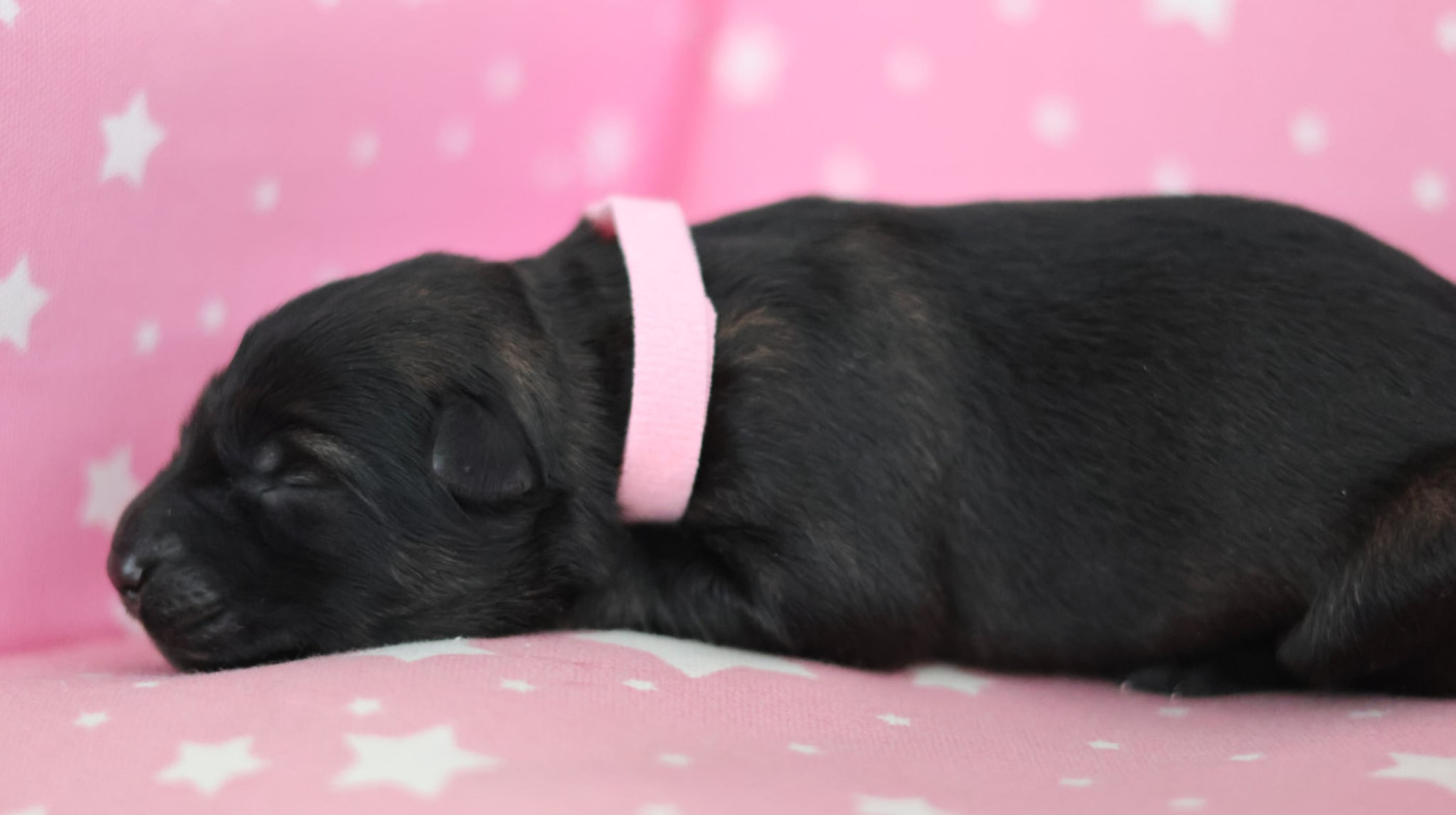 Au Royaume D'Une Nuit Etoilée - Chiots disponibles - Berger Allemand