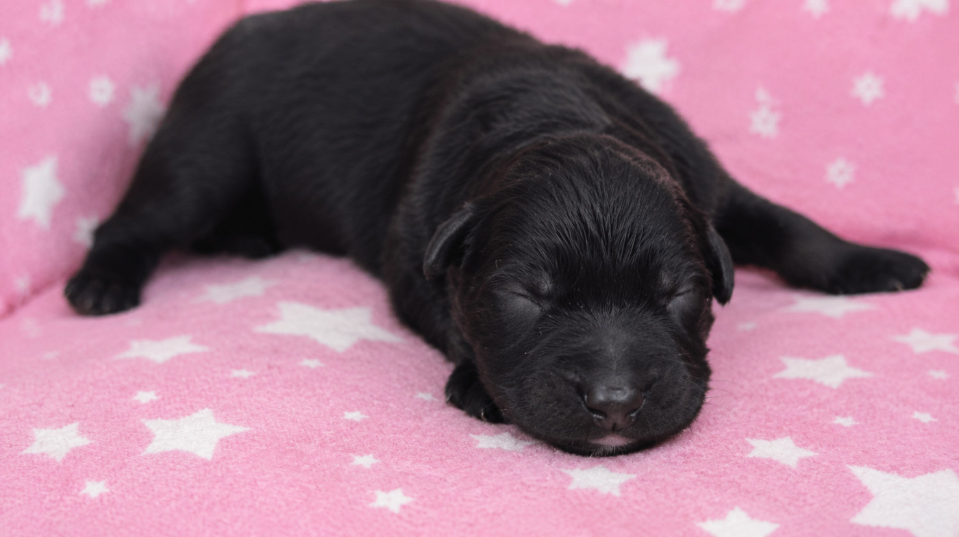 Au Royaume D'Une Nuit Etoilée - Chiots disponibles - Berger Allemand