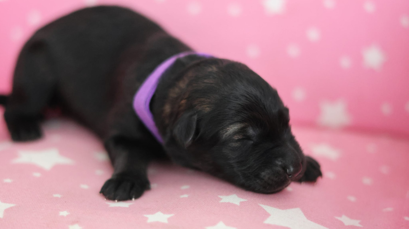 Au Royaume D'Une Nuit Etoilée - Chiots disponibles - Berger Allemand
