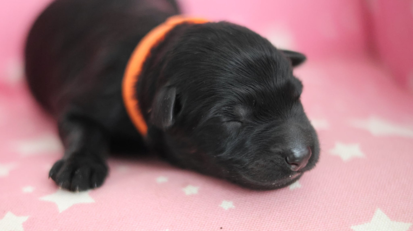 Au Royaume D'Une Nuit Etoilée - Chiots disponibles - Berger Allemand