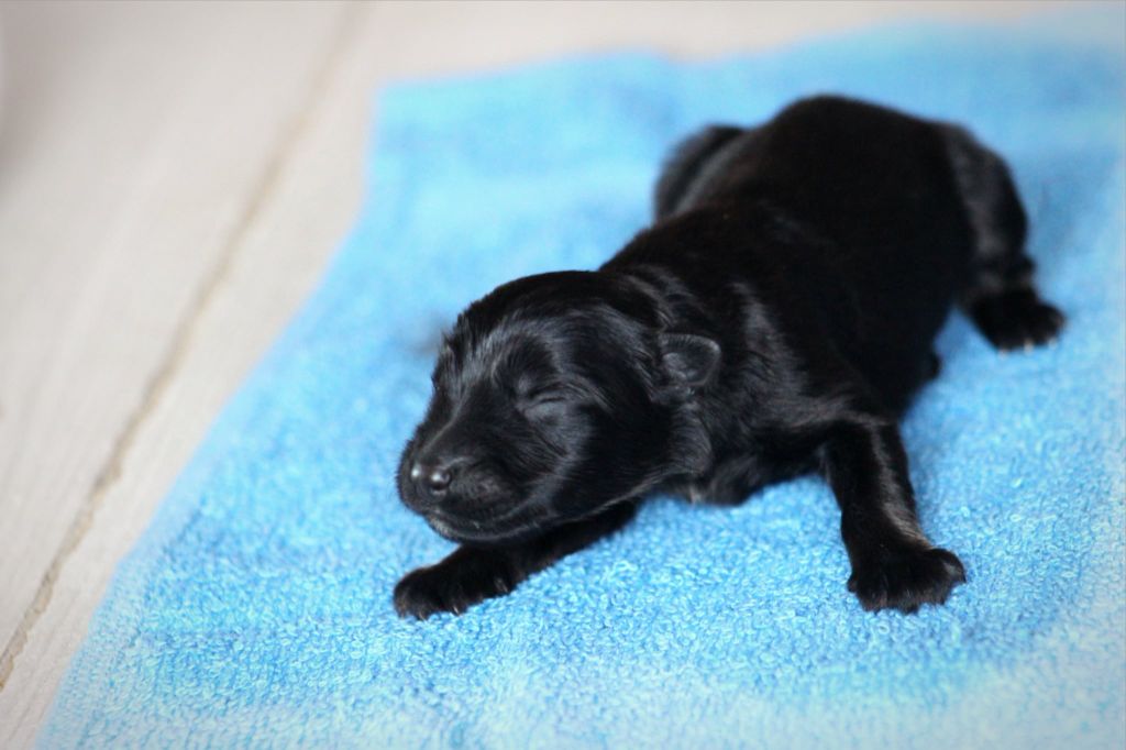 Au Royaume D'Une Nuit Etoilée - Chiots disponibles - Berger Allemand