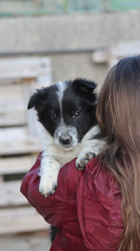 Au Royaume D'Une Nuit Etoilée - Chiots disponibles - Border Collie