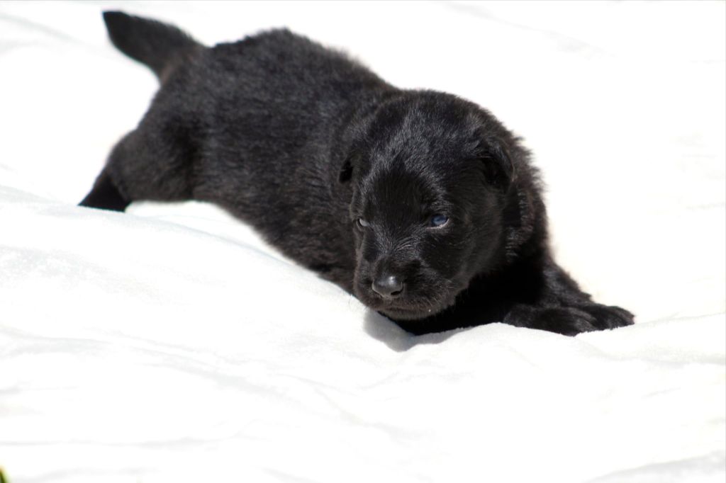 Au Royaume D'Une Nuit Etoilée - Chiots disponibles - Berger Allemand