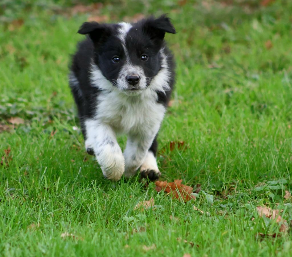 Au Royaume D'Une Nuit Etoilée - Chiots disponibles - Border Collie