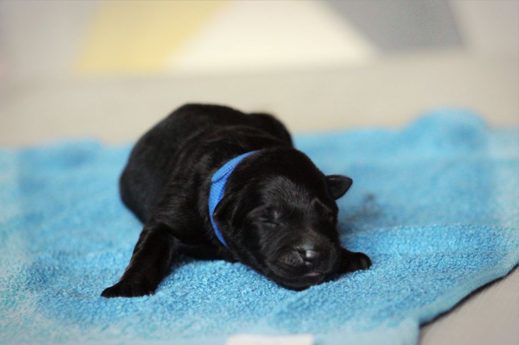 Au Royaume D'Une Nuit Etoilée - Chiots disponibles - Berger Allemand