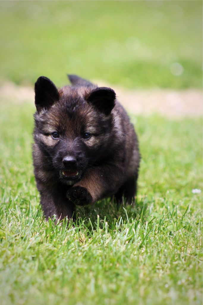 Au Royaume D'Une Nuit Etoilée - Chiots disponibles - Berger Allemand