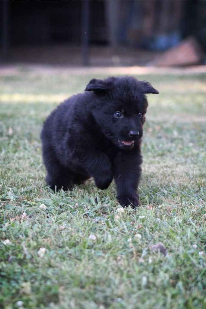 Au Royaume D'Une Nuit Etoilée - Chiots disponibles - Berger Allemand