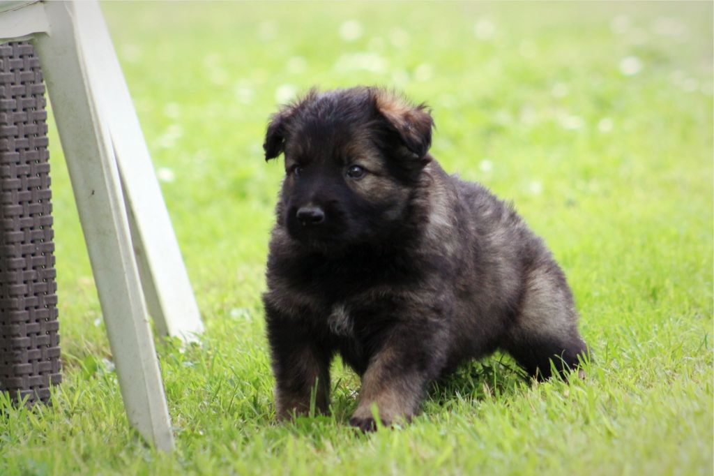 CHIOT 3