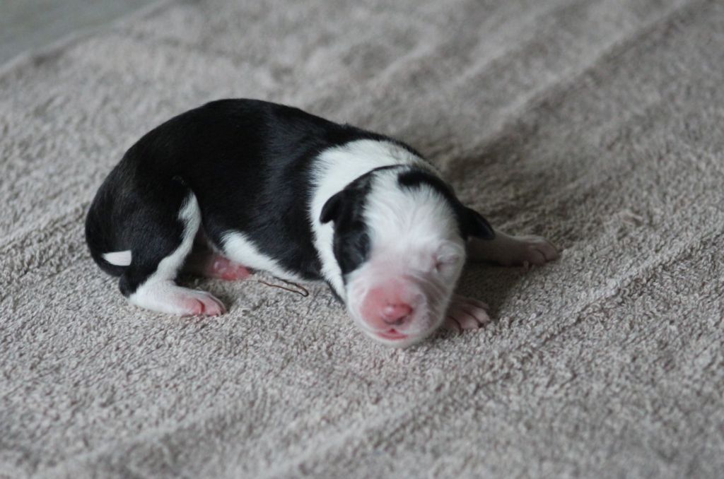 Au Royaume D'Une Nuit Etoilée - Chiots disponibles - Border Collie