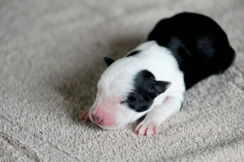 Au Royaume D'Une Nuit Etoilée - Chiots disponibles - Border Collie
