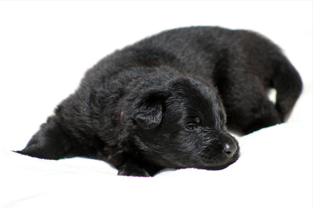 Au Royaume D'Une Nuit Etoilée - Chiots disponibles - Berger Allemand