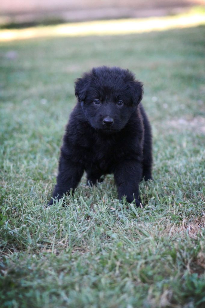 Au Royaume D'Une Nuit Etoilée - Chiots disponibles - Berger Allemand