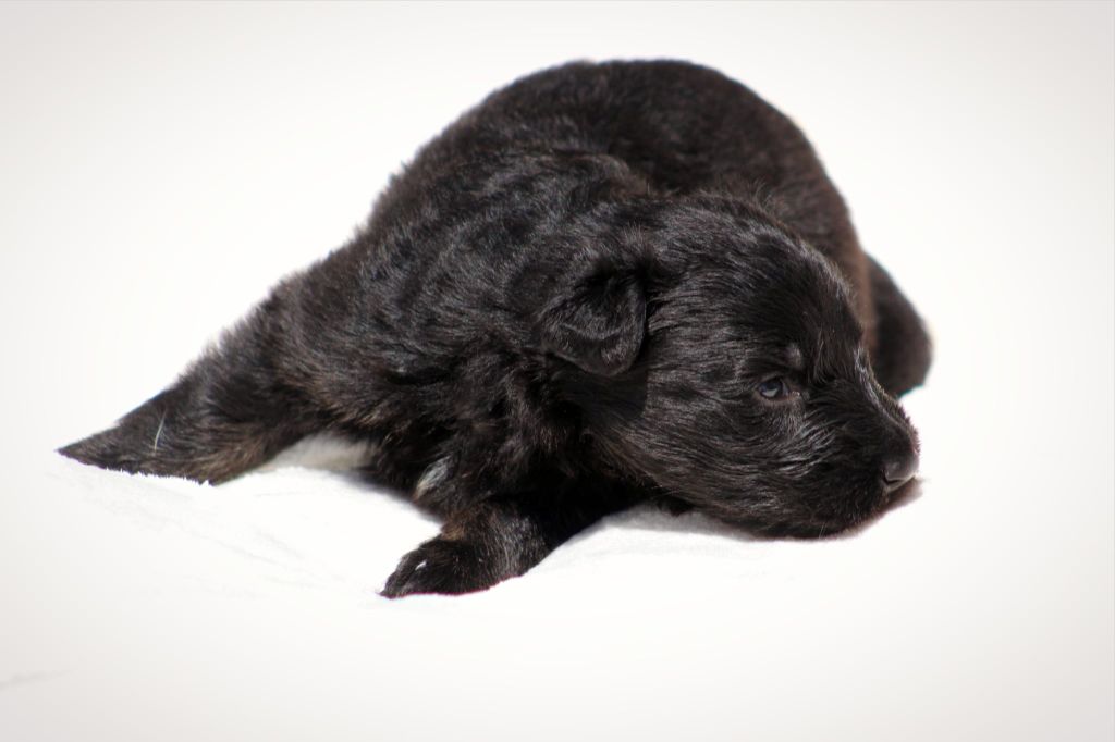 Au Royaume D'Une Nuit Etoilée - Chiots disponibles - Berger Allemand