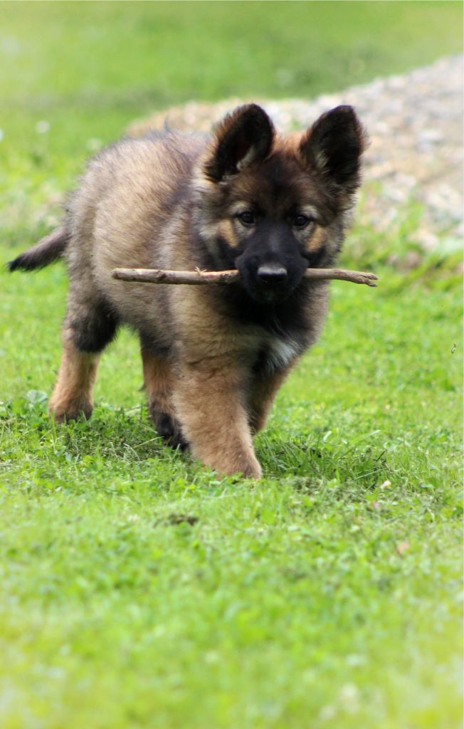 Au Royaume D'Une Nuit Etoilée - Chiots disponibles - Berger Allemand