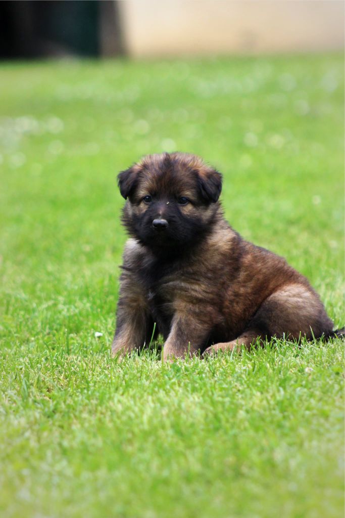 Au Royaume D'Une Nuit Etoilée - Chiots disponibles - Berger Allemand