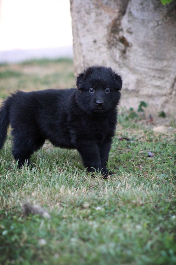Au Royaume D'Une Nuit Etoilée - Chiots disponibles - Berger Allemand